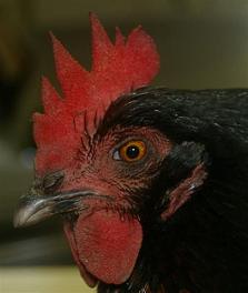 Black Tail – The Brave Hen Who Survived A Dog Attack