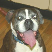 Waggie – A Tumour In A Boxer