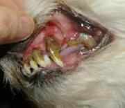 dog with dental disease