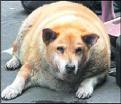 fat dog