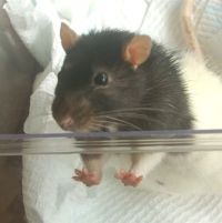 Felix -The Rat Who Was Removed From His Tumour (It Was That Big!)