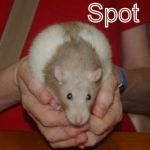 rat spot