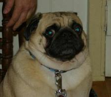 Stan -The Pug With Diabetes